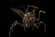 Land Bug 1 download