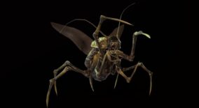 Land Bug 1 download
