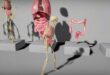 Human Internal Organs download