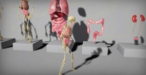 Human Internal Organs download