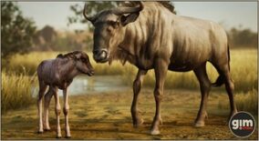 Animalia – Blue Wildebeest (pack) download