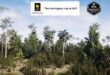 Basin Swamp Habitat Brush download