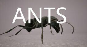 Ants download