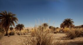 Desert Vegetation download