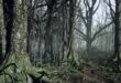 Dark Forest download