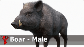Wild Boar – Male download