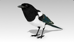 Magpie download