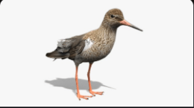 Redshank download