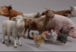 FARM ANIMALS PACK download