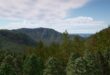 Nanite Trees download