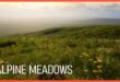 ALPINE MEADOW download