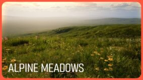 ALPINE MEADOW download