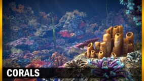 Corals download