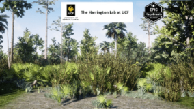 Wet Flatwoods Habitat Brush download