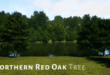 Trees Red Oak Tree download