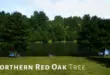 Trees Red Oak Tree download