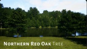 Trees Red Oak Tree download