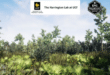 Scrubby Flatwoods Habitat Brush download
