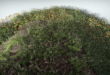 Plants Pack download