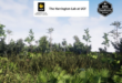 Mesic Flatwoods Habitat Brush download