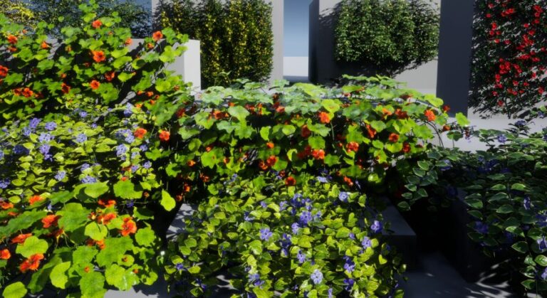 plant Courtyard Vine download
