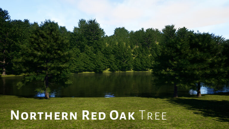 Trees Red Oak Tree download