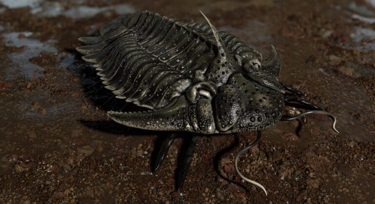 Trilobite 05 – Hoplolichas Furcifer download