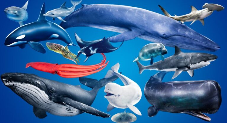 Ocean Animals MEGA Pack download
