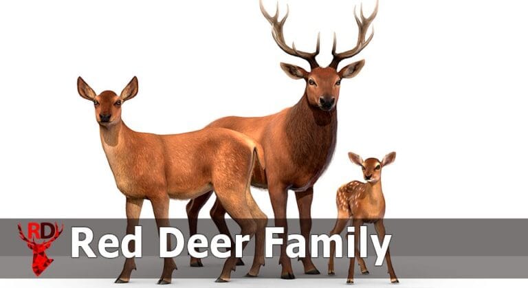Red Deer Family download