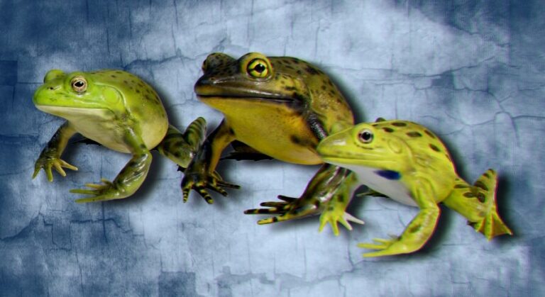 Animated Bullfrogs Volume 1 download