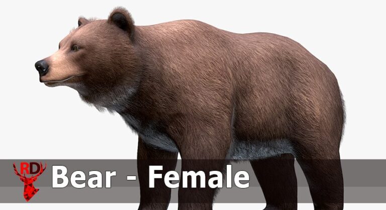 Bear – Female download