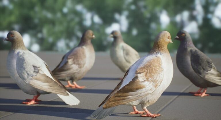 Realistic 3D Pigeon & Animations Pack download
