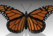 Monarch butterfly download