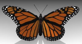 Monarch butterfly download