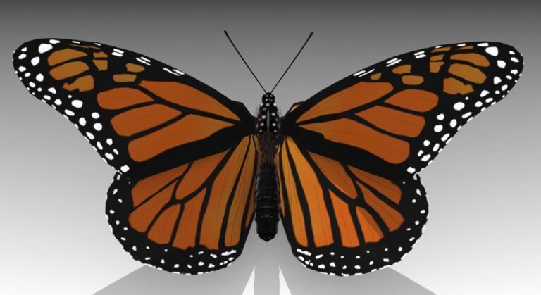 Monarch butterfly download