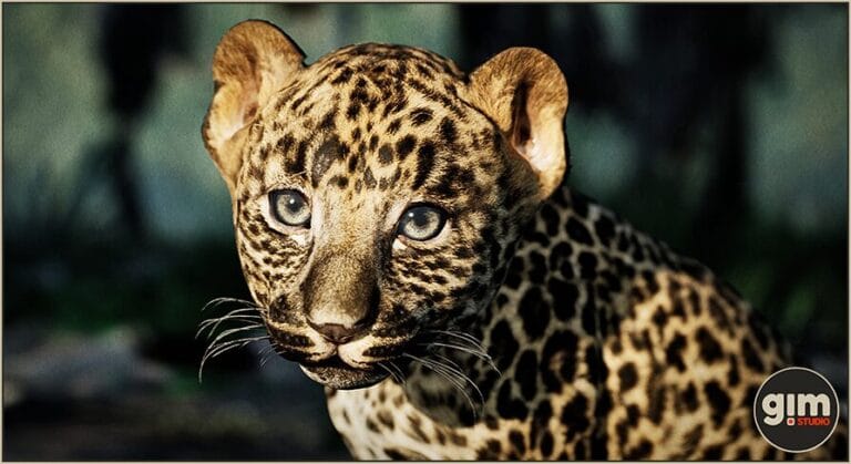 Animalia – Leopard (young) download