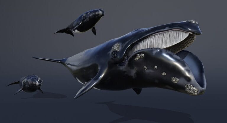 OCEAN LIFE: RIGHT WHALE download