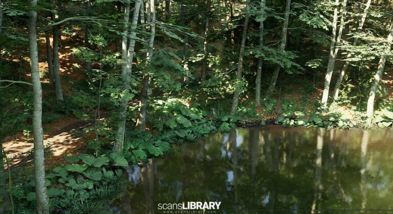Beech Forest Ecosystem download