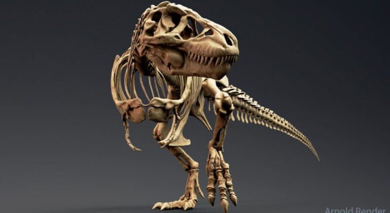 Dinosaur Tyrannosaurus Rex Sue Skeleton download