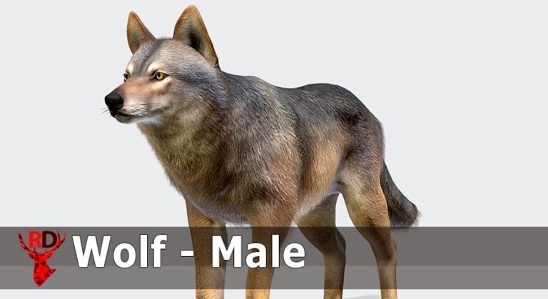 Wolf – Male download