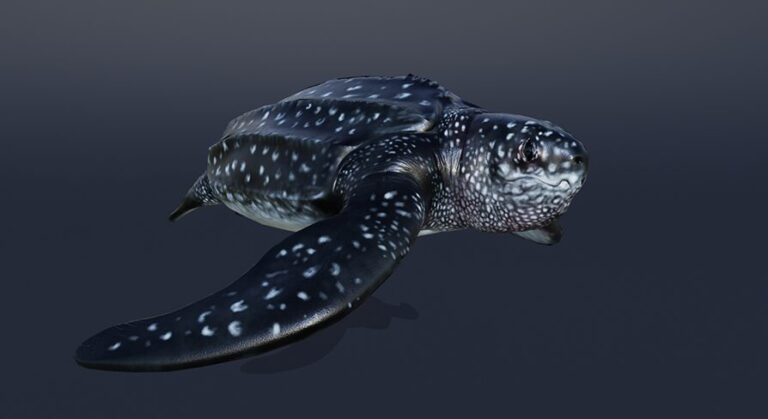 OCEAN LIFE: LUTH TURTLE download