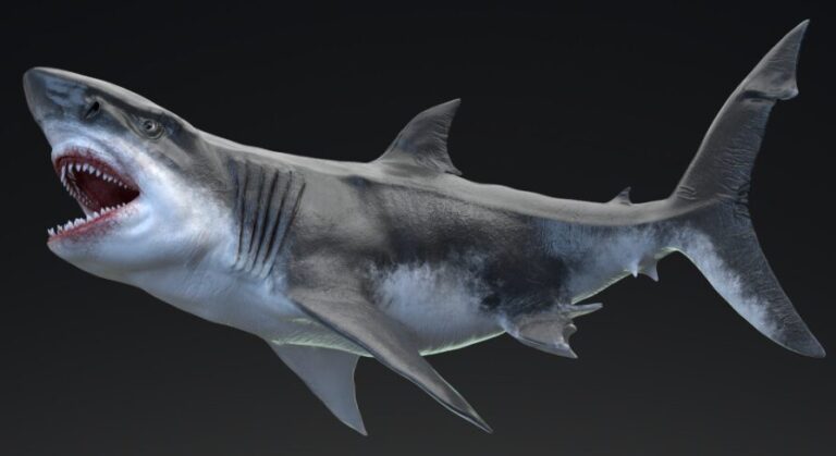 Dinosaur MEGALODON – Sea Monster Series 5 download