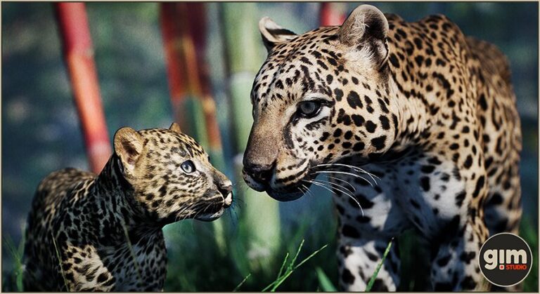 Animalia – Leopard (pack) download