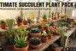 Ultimate Succulent Plant Pack(57 models) download
