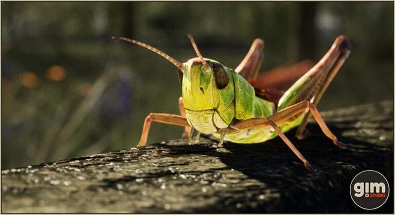 Animalia – Meadow Grasshopper download