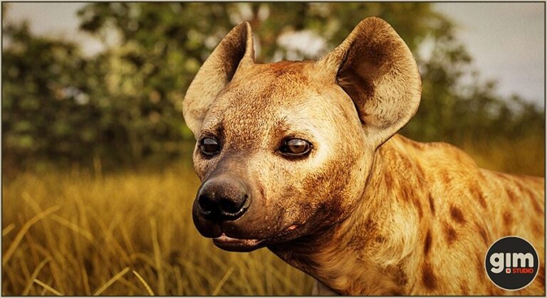 Animalia – Spotted Hyena (male) download