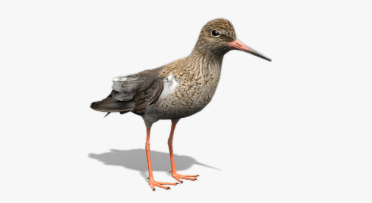 Redshank download