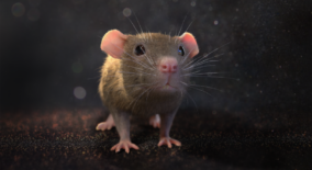 Mouse download