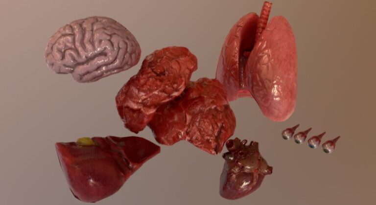 Internal Organs Collection download