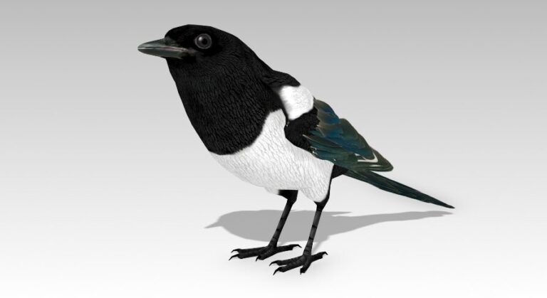 Magpie download